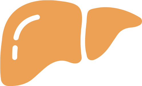 Liver